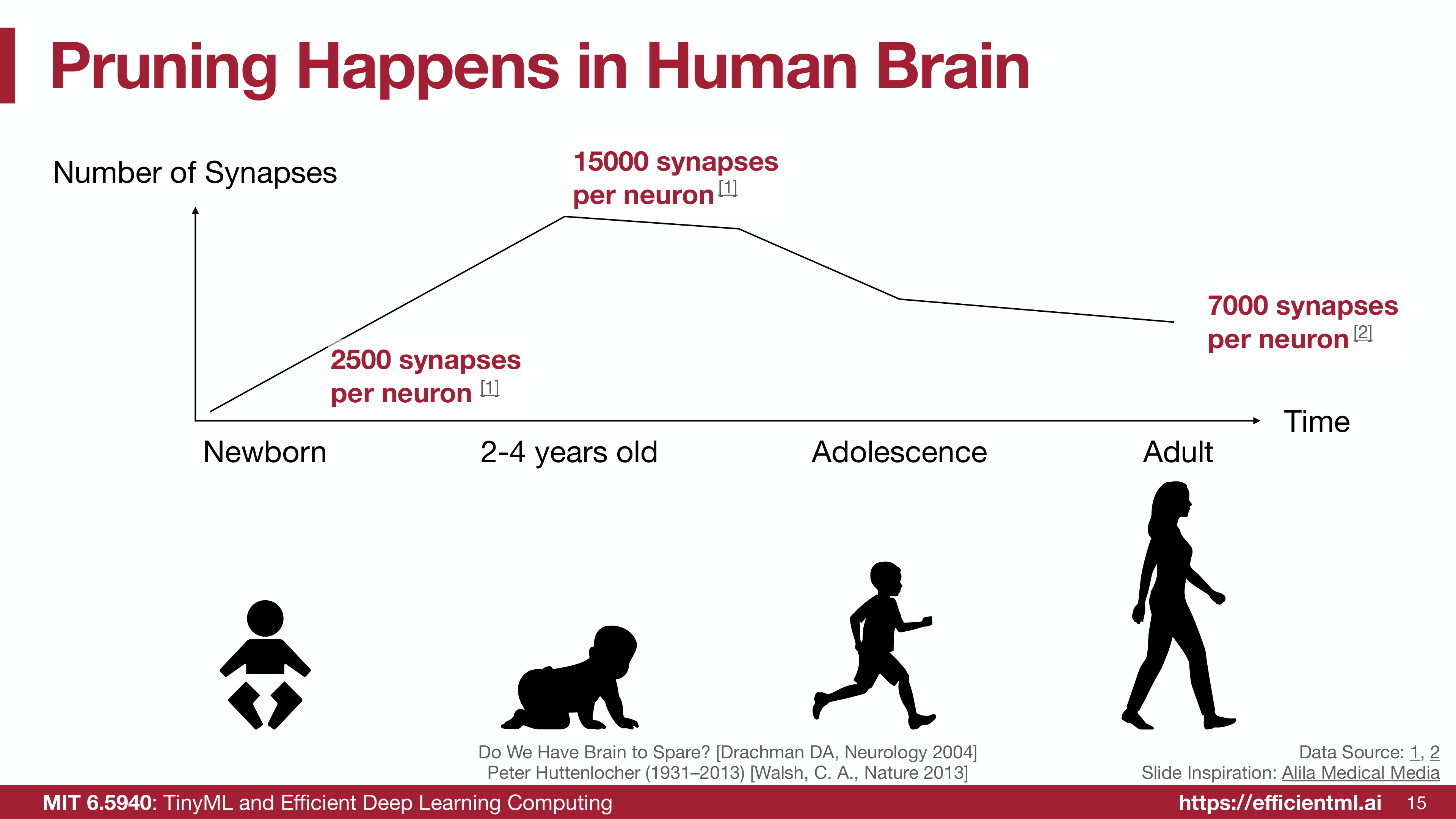 Human brain synapse development